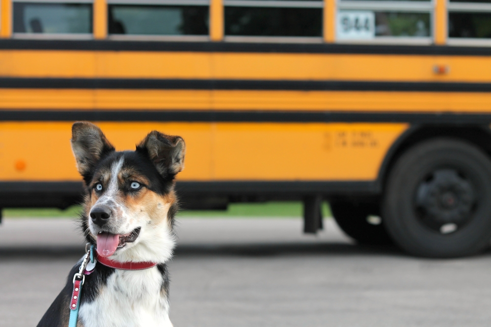 バスと犬