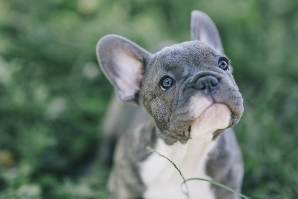 鼻ぺちゃ犬ってどんな犬？代表的な４犬種の特徴や飼育で注意すべきことを紹介！