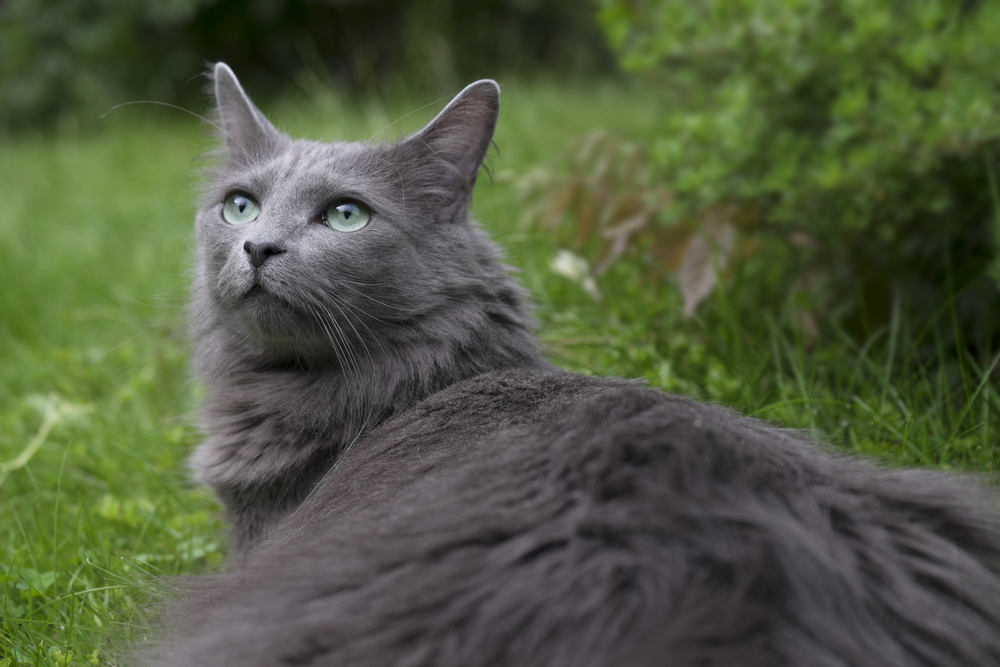 Front of a rare Nebelung cat with green eyes gazing upwards in a garden. Focus on nose and whiskers