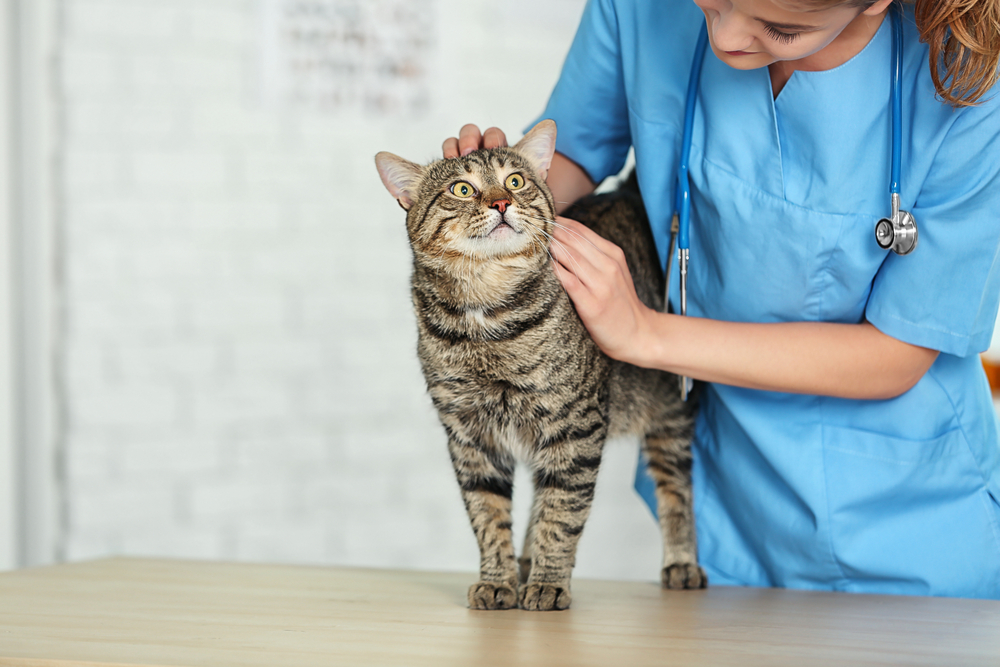 猫を診察する獣医師