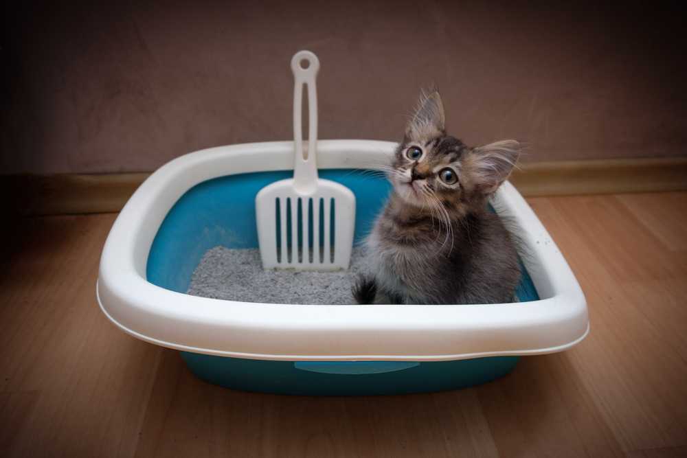 猫のおすすめのトイレグッズとは？お悩み別トイレ用品の正しい選び方を知ろう！