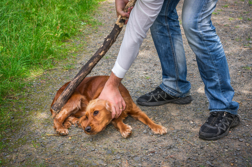 Man holds a stick in hand and he wants to hit the dog - dog abuse