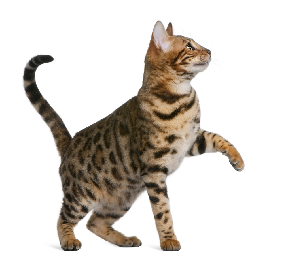 Bengal kitten (7 months) in front of a white background