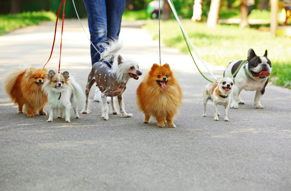 公園で犬を散歩させる女性