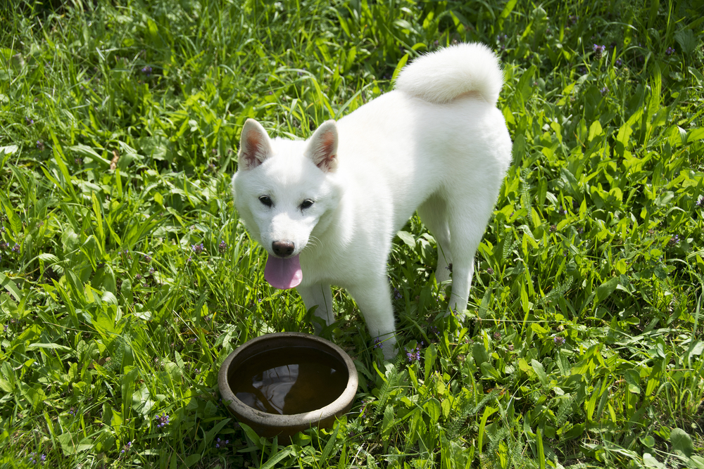 white shiba-inu puppy portrait on grass
