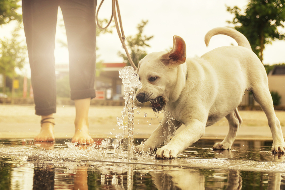 labrador puppy playing as an adult dog at a water fountain at sunset and barks at them