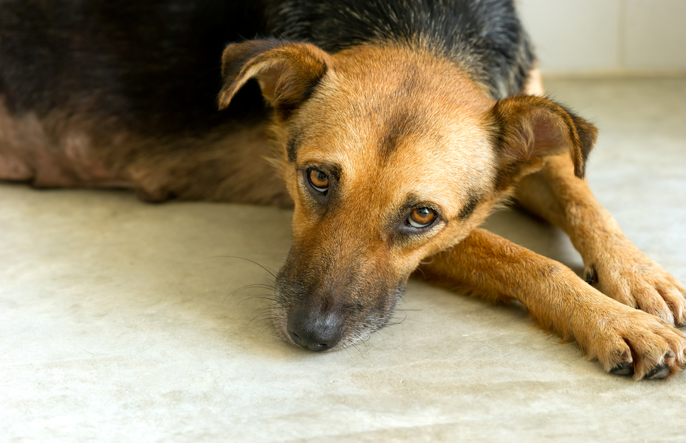 ストレスに悩まされる犬