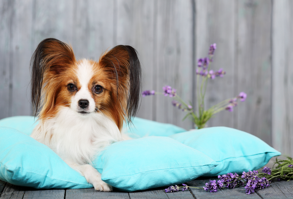 Beautiful dog Papillon breed lying on pillows