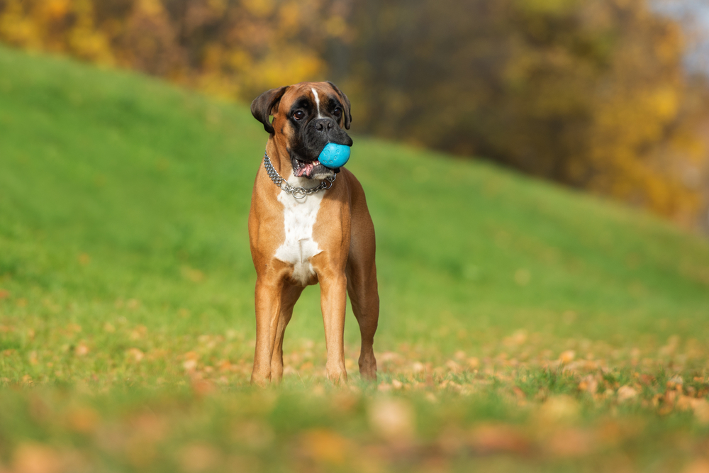 german boxer dog standing outdoors in autumn