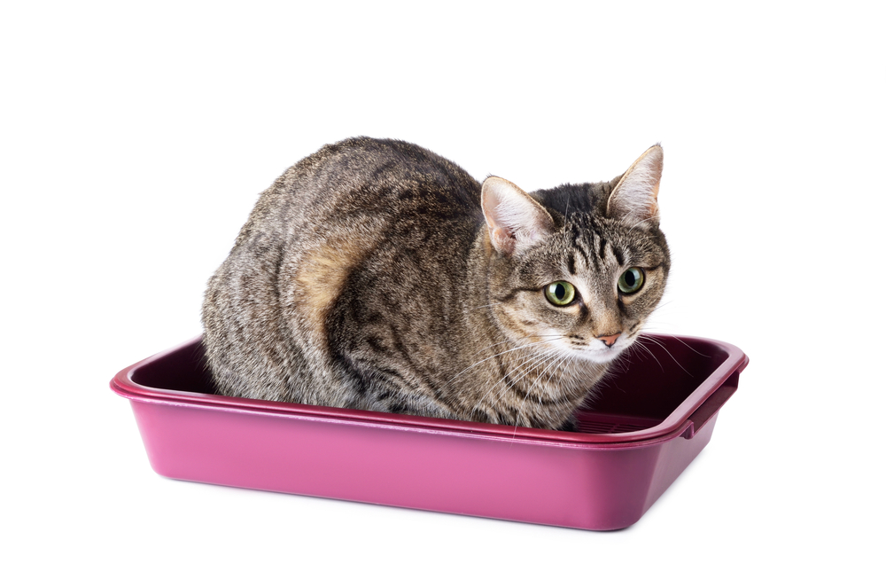 Striped cat sitting in cat toilet isolated on a white background 