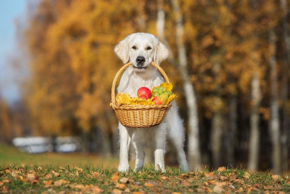 梨を犬にもあげて大丈夫？梨に含まれる栄養素と犬に与える影響