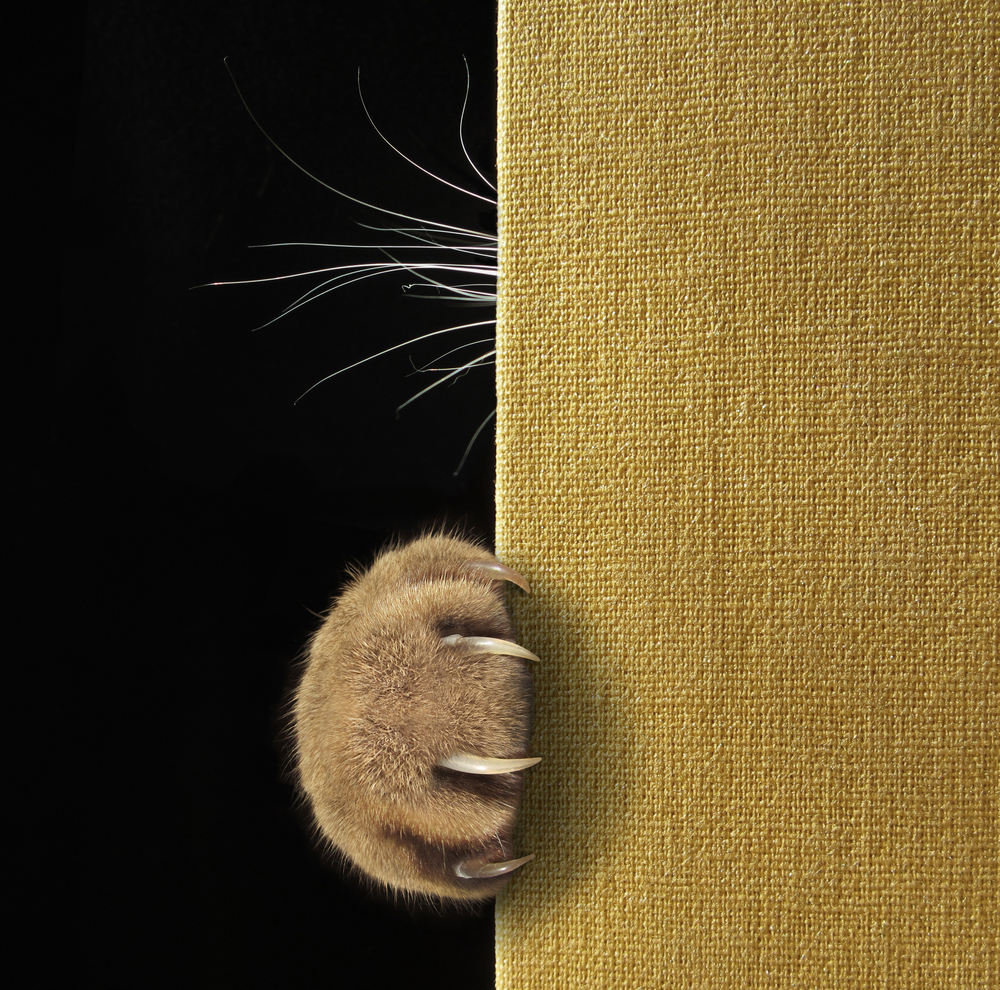 A cats paw with long and sharp claws and whiskers on a book cover. 