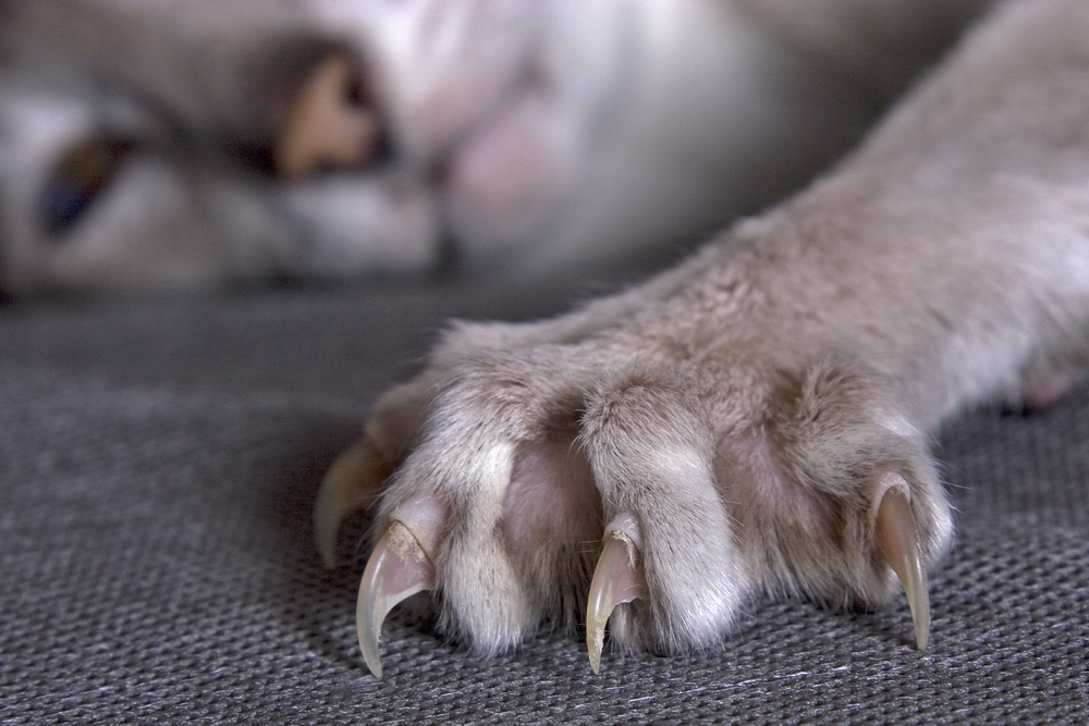 Largely cats paw with the extended claws