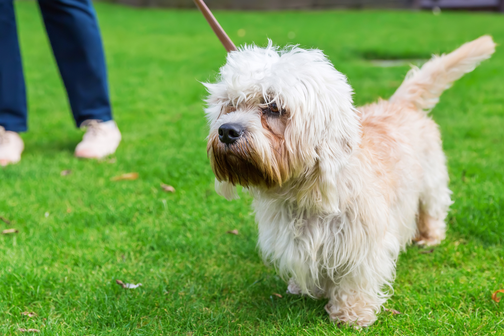 portrait of a Dandie Dinmont Terrier at the leash