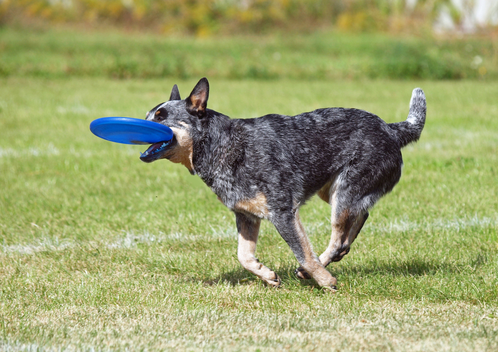 The australian cattle  dog plays with a disk on a green lawn 