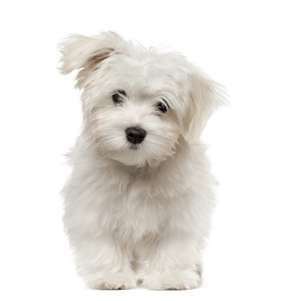 Maltese puppy looking at camera, 4 months old, isolated on white