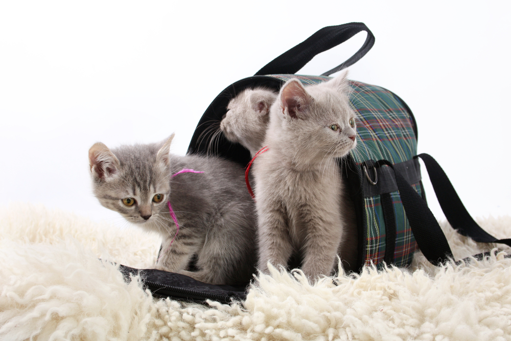 frightened cute kitten hiding in a bag