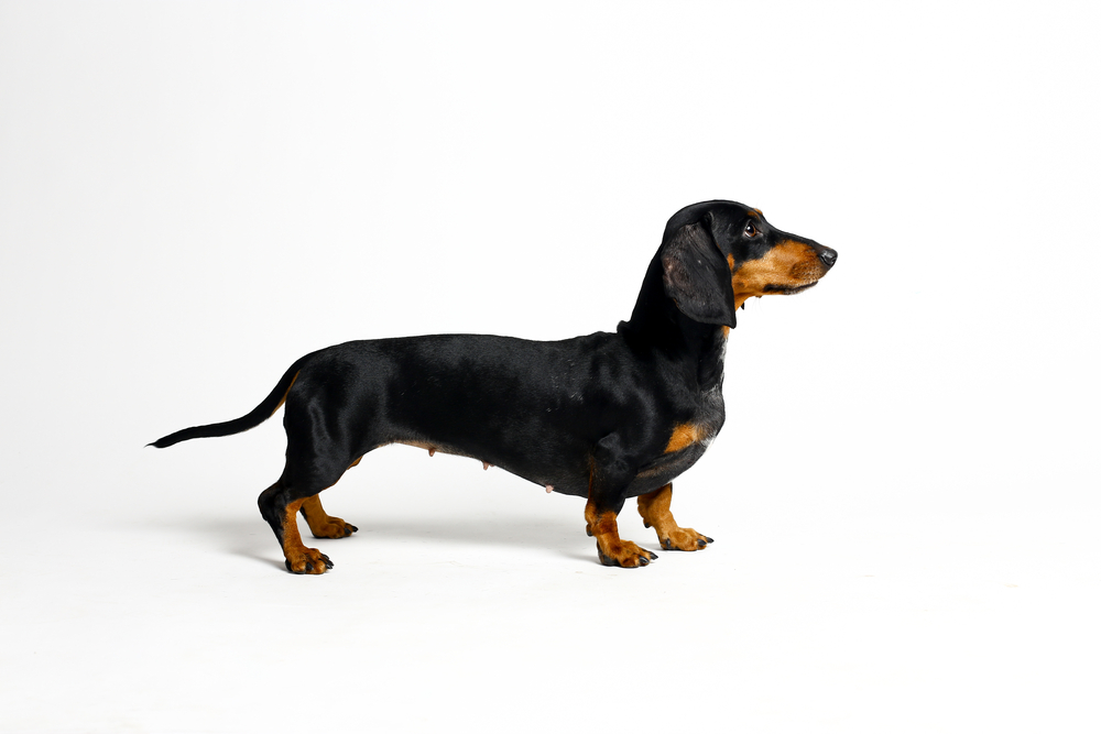 Black dog. dachshund on white background.