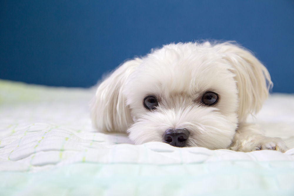A Cute Maltese laying down on bed, looking at viewer in bedroom against blue wallpaper.