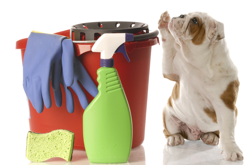 毎日の掃除を簡単に！犬を室内飼いする時の効率の良い掃除方法のご紹介！