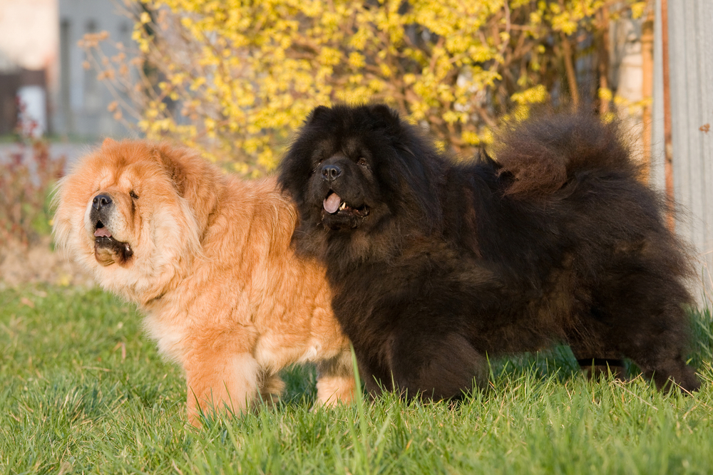 Two nice Chow-Chow dogs posing