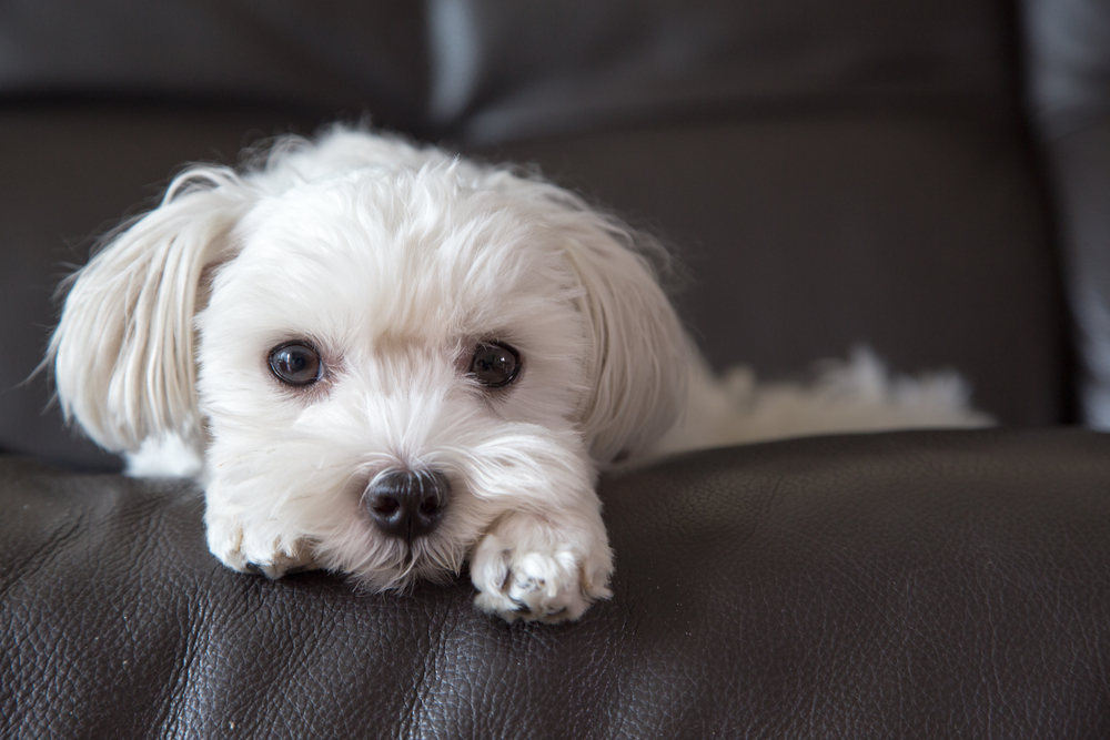 A Cute Maltese laying down on black leather sofa, looking at viewer in living room.