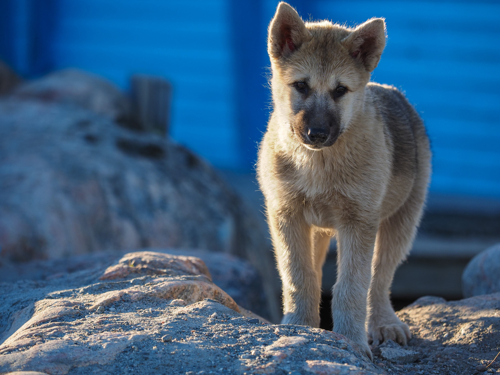 Greenland Dog puppy, Ilulissat, Greenlandt, Greenland