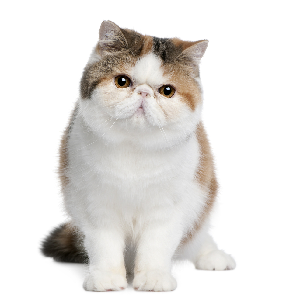 Exotic shorthair cat, 8 months old, sitting in front of white background