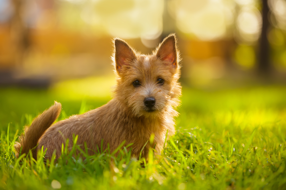 Norwich Terrier puppy sitting in the grass in summer outdoor background