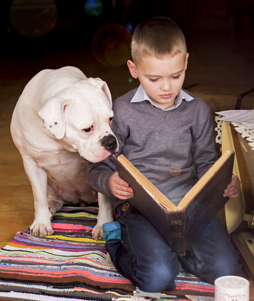 Young Boy Reading Book to His Dog. American Bulldog