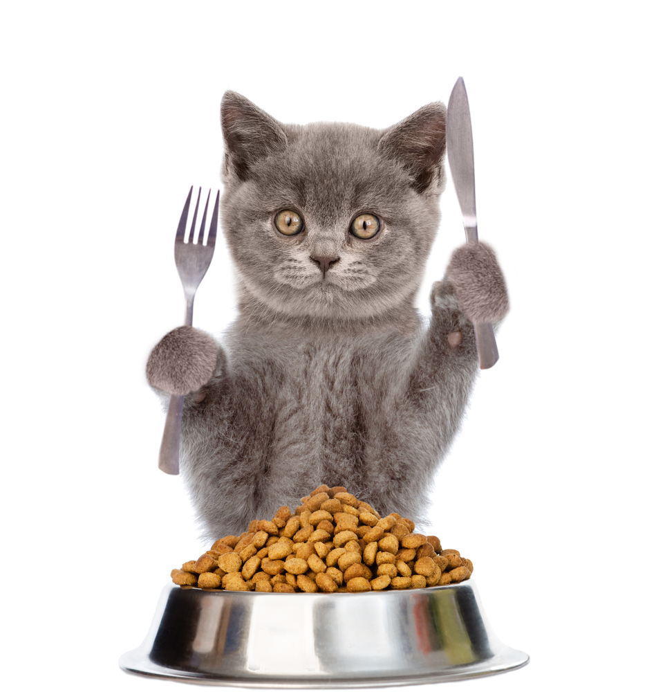 Cat with bowl of dry cat food holds a knife and fork. isolated on white background