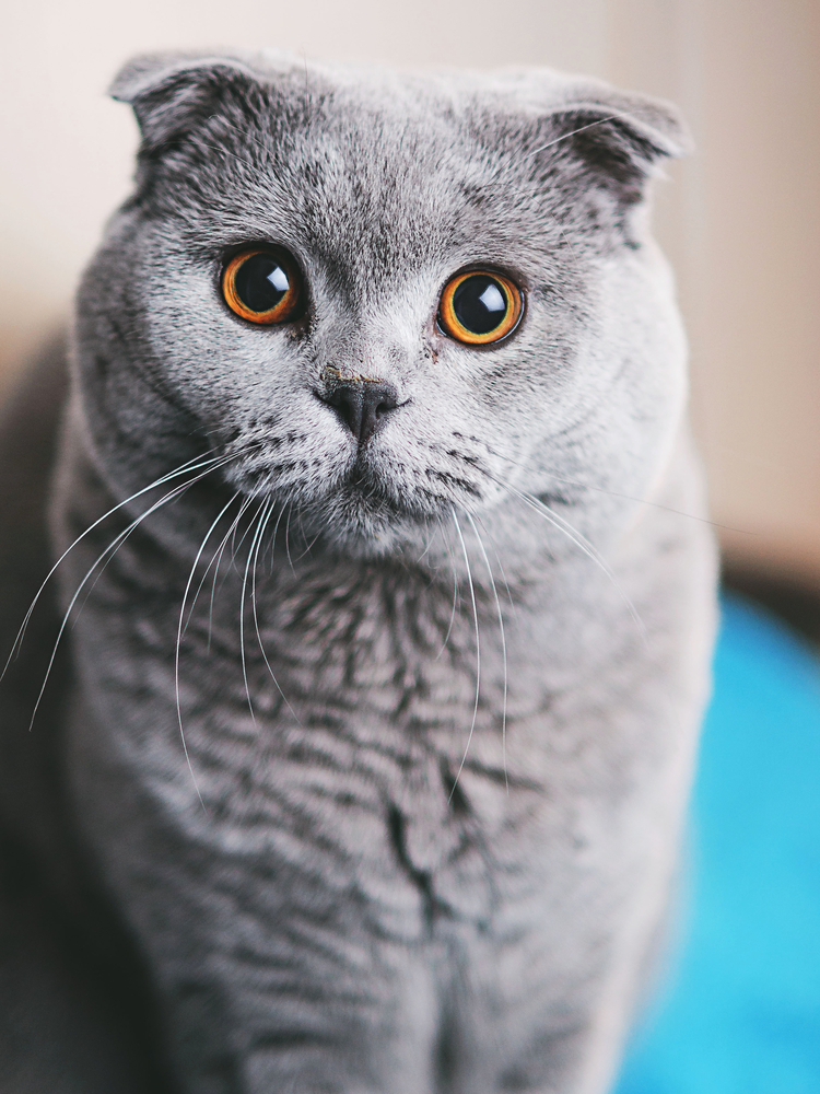 Scottish Fold cat closeup looking at camera