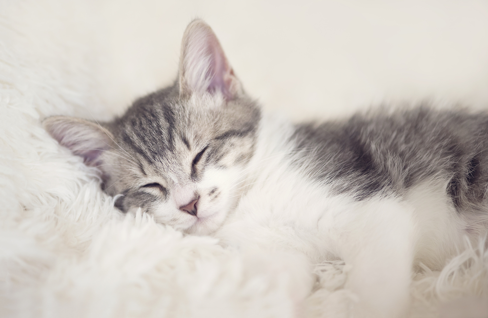 Cute kitten sleeping
