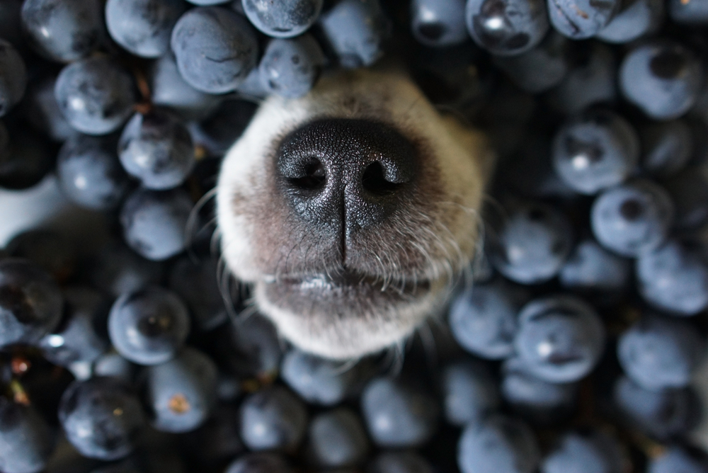 Dog`s nose poking out of black grape