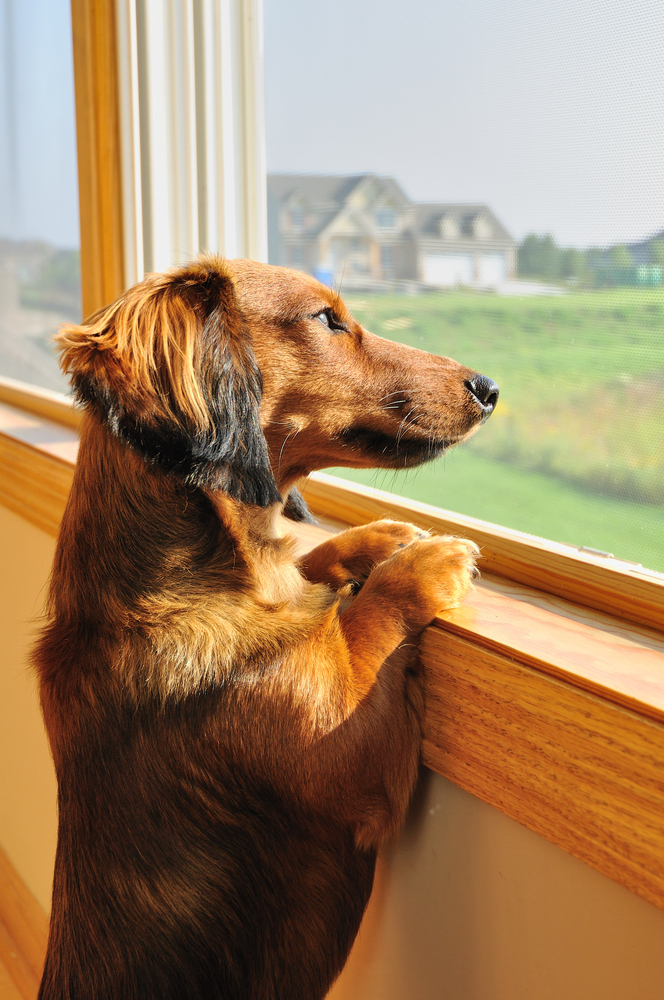 Long Haired Miniature Dachshund Looking out a Window