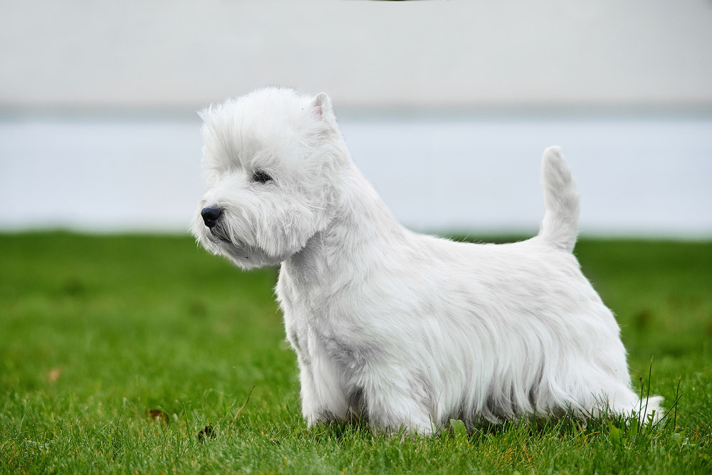 Small white dog stay on grass