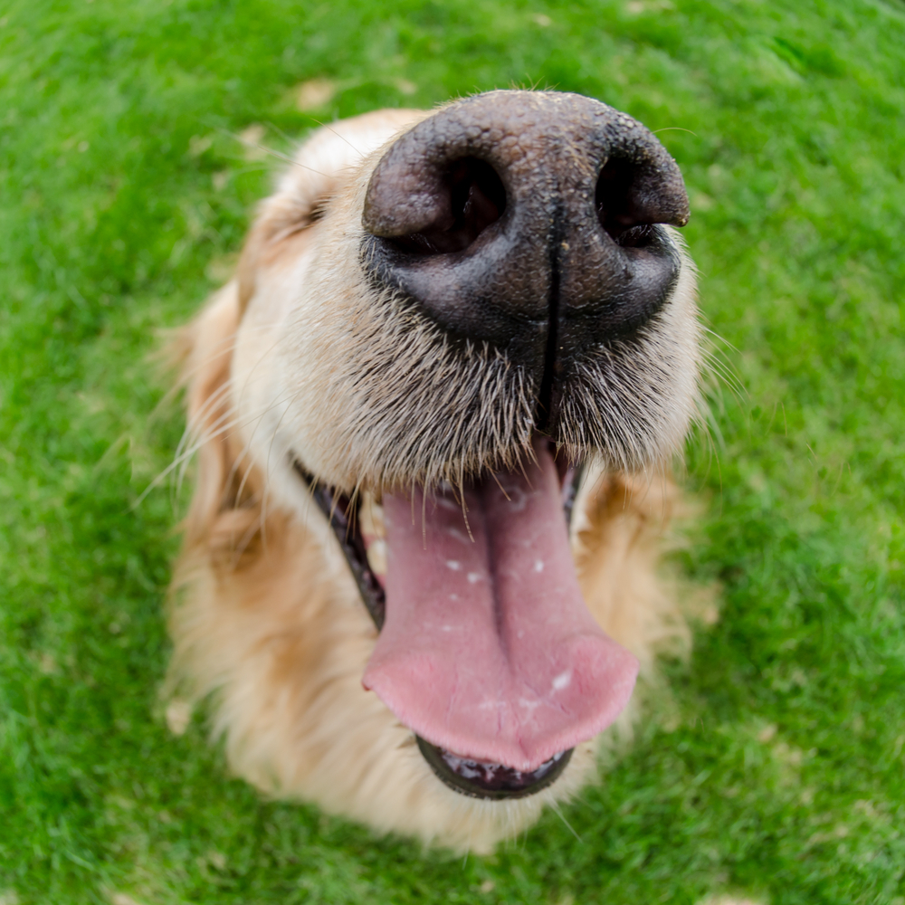 A happy view of a golden retrievers face using a fisheye lens