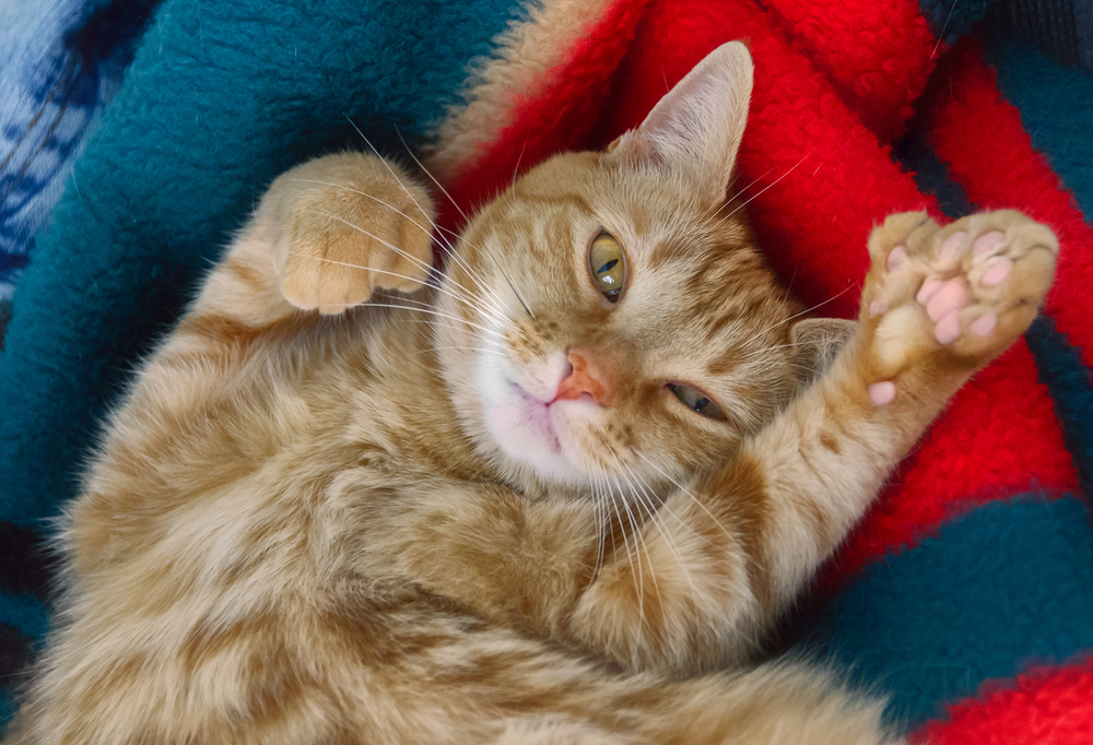 ヘミングウェイキャットは「幸運を呼ぶ猫」？多指症の猫を飼育するポイントや注意点とは？