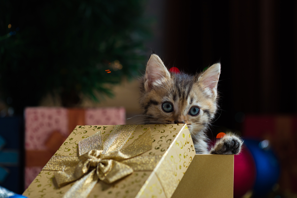 Close up of cute brown tabby persian kitten play and looking for gift in christmas day.