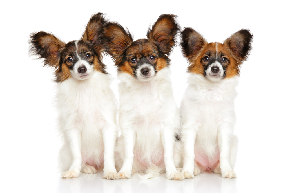 Papillon dog puppies in front of white background