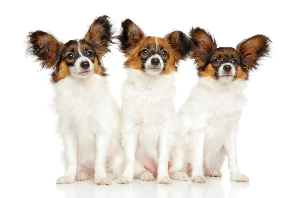 Group of Papillon dog puppies on a white background