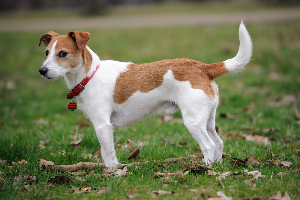 Parson Jack Russell Terrier standing in a park