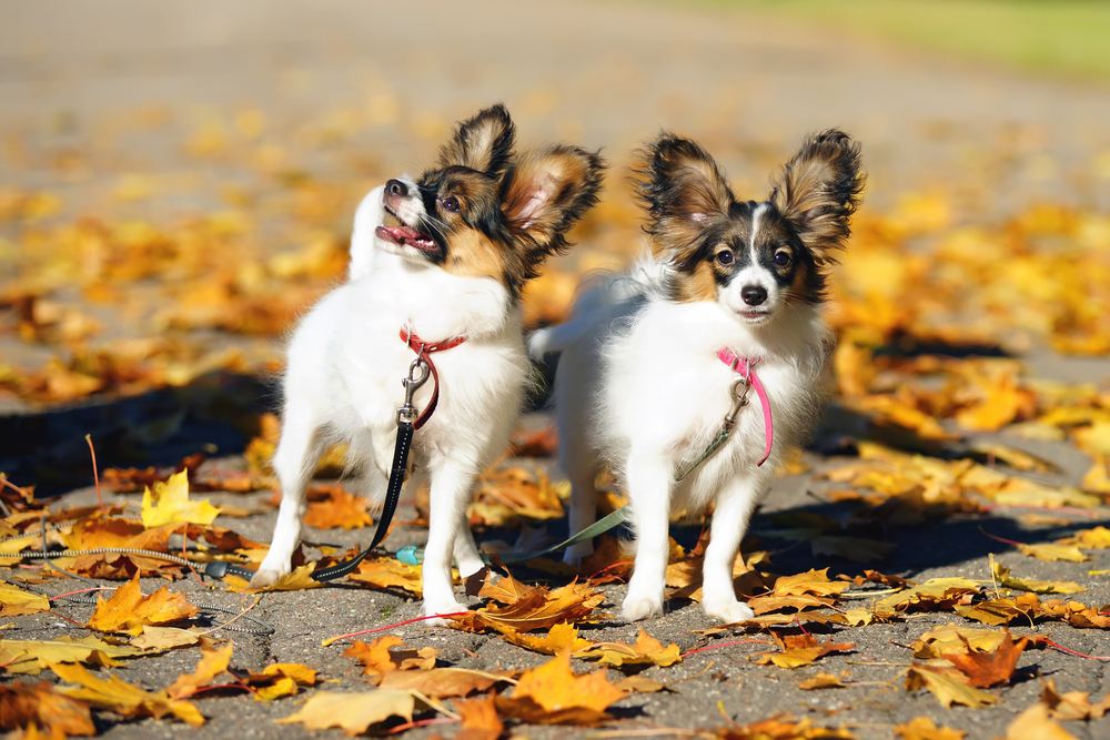 Two Papillon puppies standing on an asphalt around yellow autumn leaves