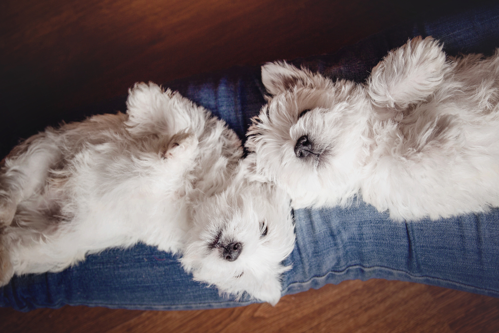 Two Puppies West Highland White Terrier