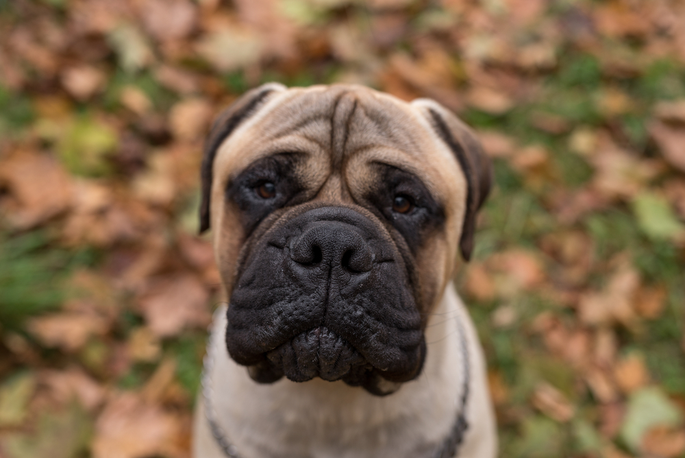 Bullmastiff Portrait.