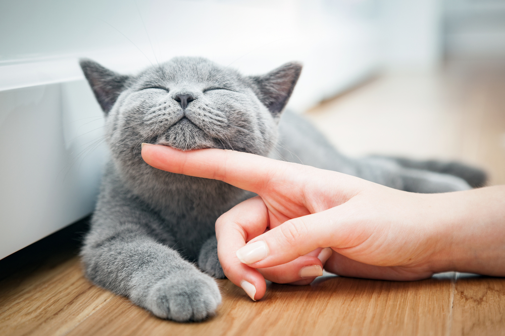 Happy kitten likes being stroked by womans hand. The British Shorthair
