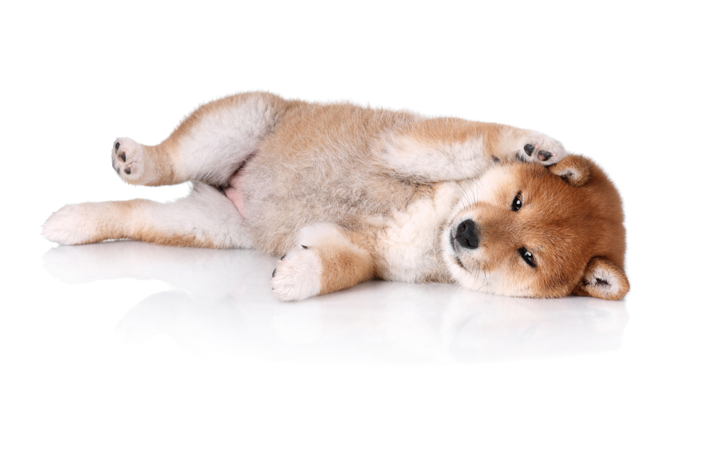 Funny Shiba Inu puppy lying on a white background