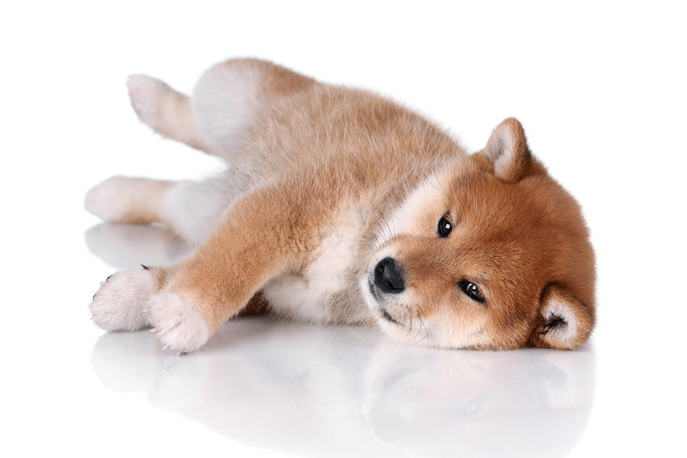 Funny Shiba Inu puppy lying on a white background