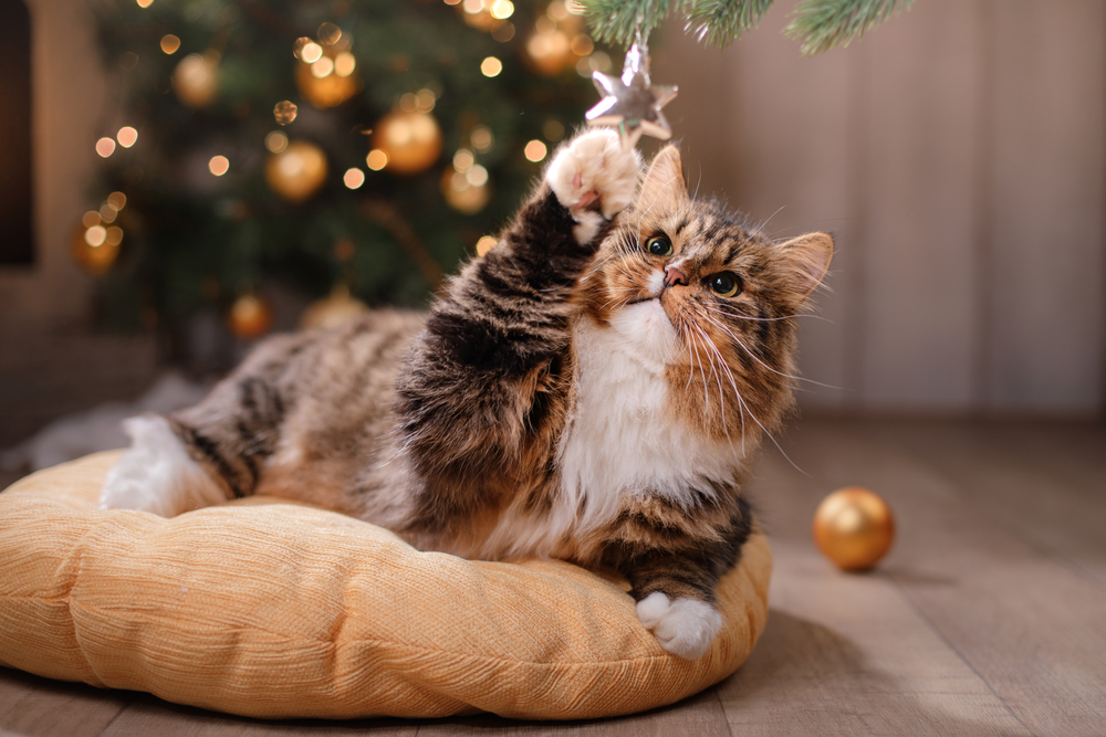 猫　遊ぶ　クリスマス