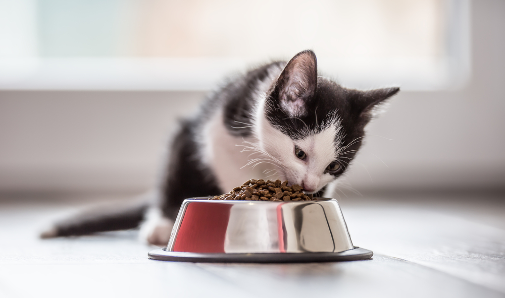 Cute little kitten with a bowl of granules at home or in indoor.